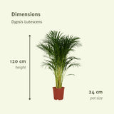 Livraison plante Palmier Areca XL h120cm