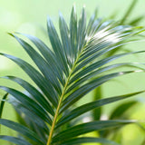 Livraison plante Palmier Kentia Forsteriana d27cm H160 cm