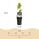 Livraison plante Passiflora Rainbow – Lot de 4 – Pot 11 cm – Hauteur 40 cm