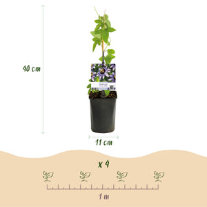 Livraison plante Passiflora Rainbow – Lot de 4 – Pot 11 cm – Hauteur 40 cm