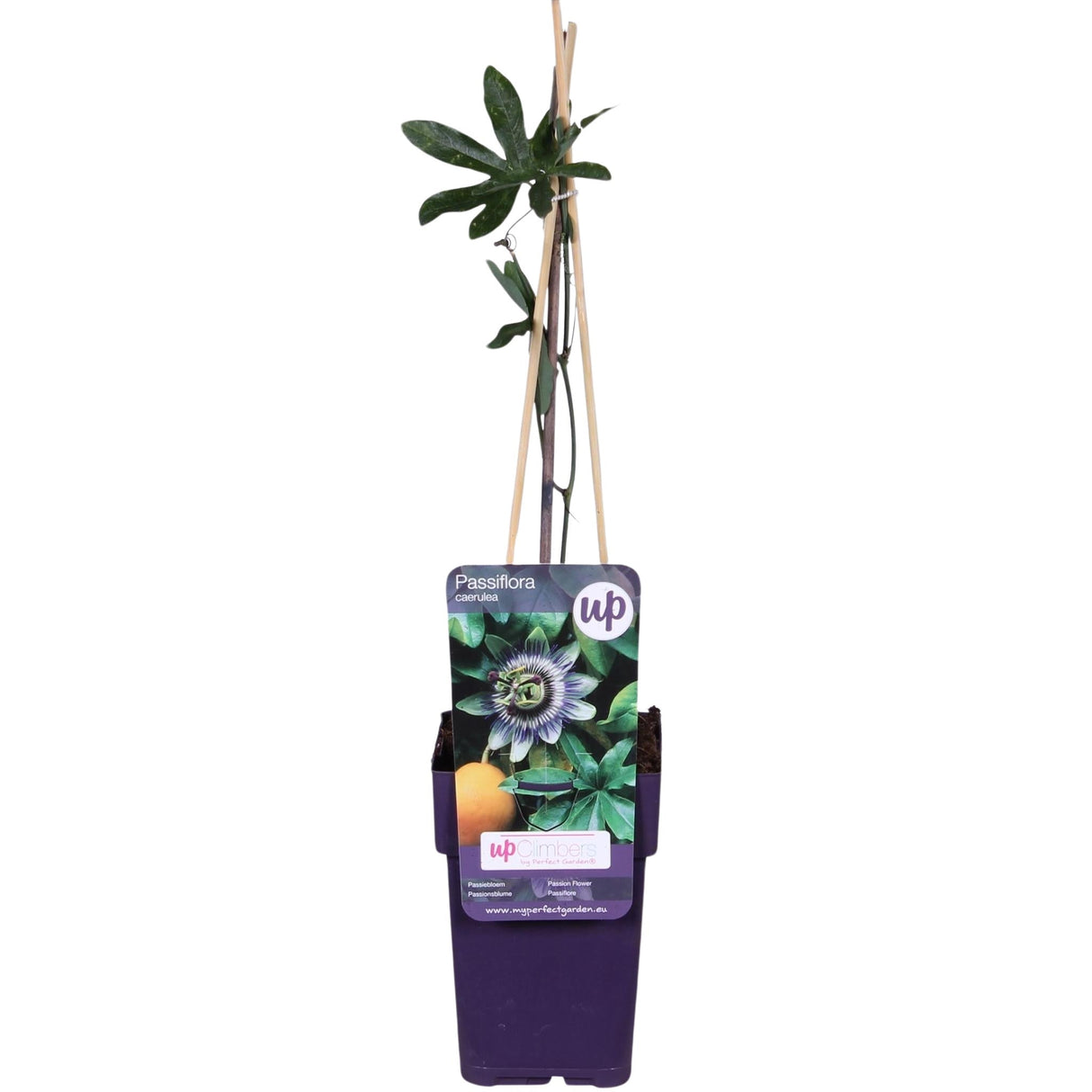 Livraison plante Passiflore Caerulea - plante d'extérieur grimpante fleurie