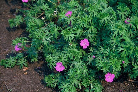 Livraison plante Pelargonium Tiny Monster