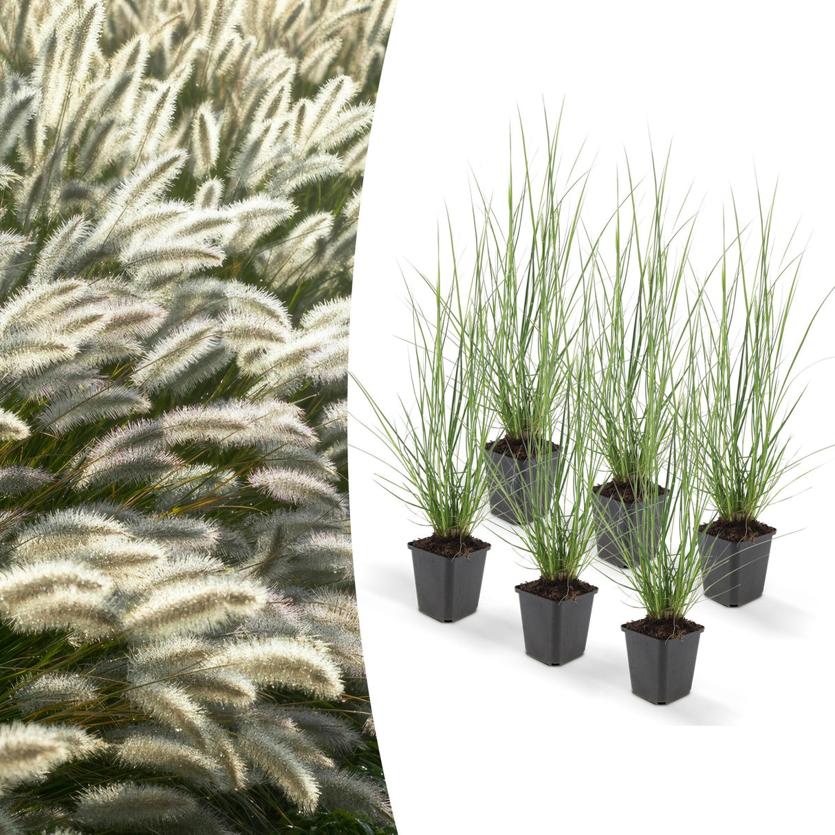 Livraison plante Pennisetum alopecuroides 'Hameln'