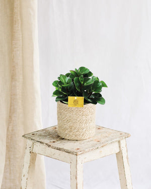 Peperomia Roveto Ardente