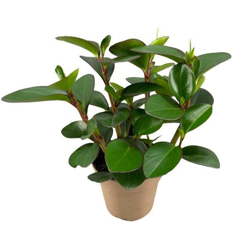 Livraison plante Peperomia Clusiifolia Red Margin