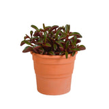 Livraison plante Peperomia graveolens et son cache - pot terracotta h20cm