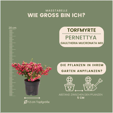 Livraison plante Pernettya mucronata - Lot de 6