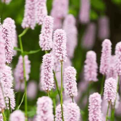 Persicaria Amplexicaulis 'Alba' - Persicaria Bianca