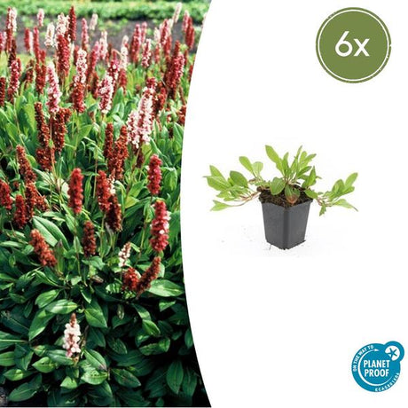 Livraison plante Persicaria Darjeeling Rouge