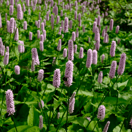 Livraison plante persicaria suberba