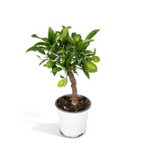 Livraison plante Petit citronnier h35cm