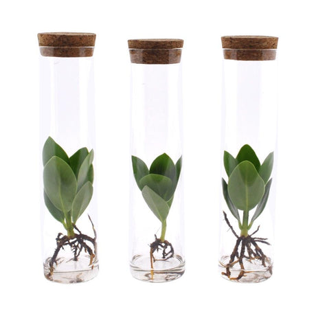 Livraison plante Petit Clusia en hydroculture et son tube en verre