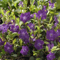 Piccola Pervinca (Vinca minor) 'Atropurpurea'