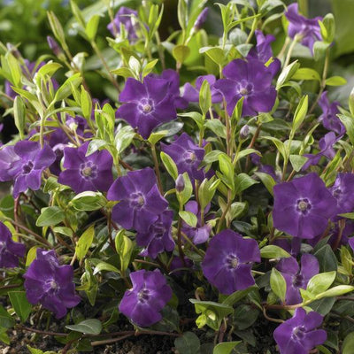 Piccola Pervinca (Vinca minor) 'Atropurpurea'