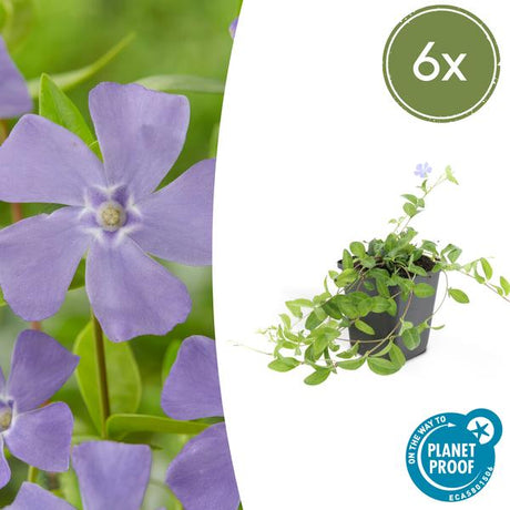Livraison plante Petite Pervenche (Vinca minor)