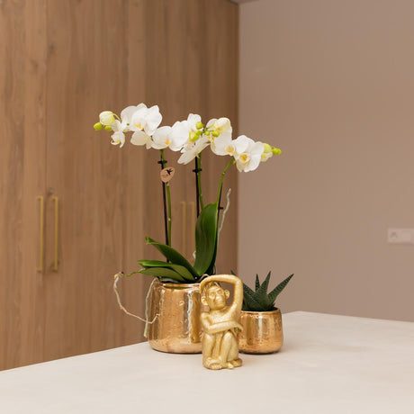 Livraison plante Phalaenopsis Amabilis en pot luxueux doré