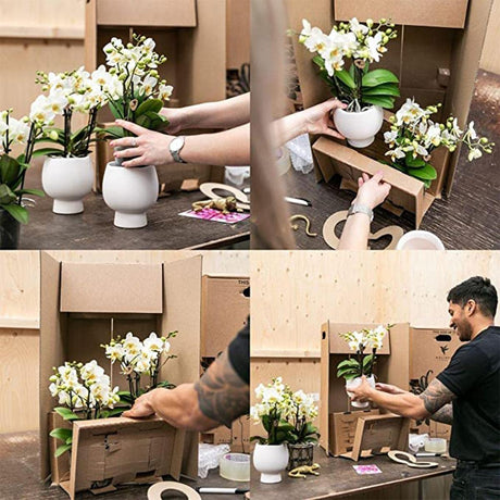 Livraison plante Phalaenopsis Amabilis en pot luxueux doré