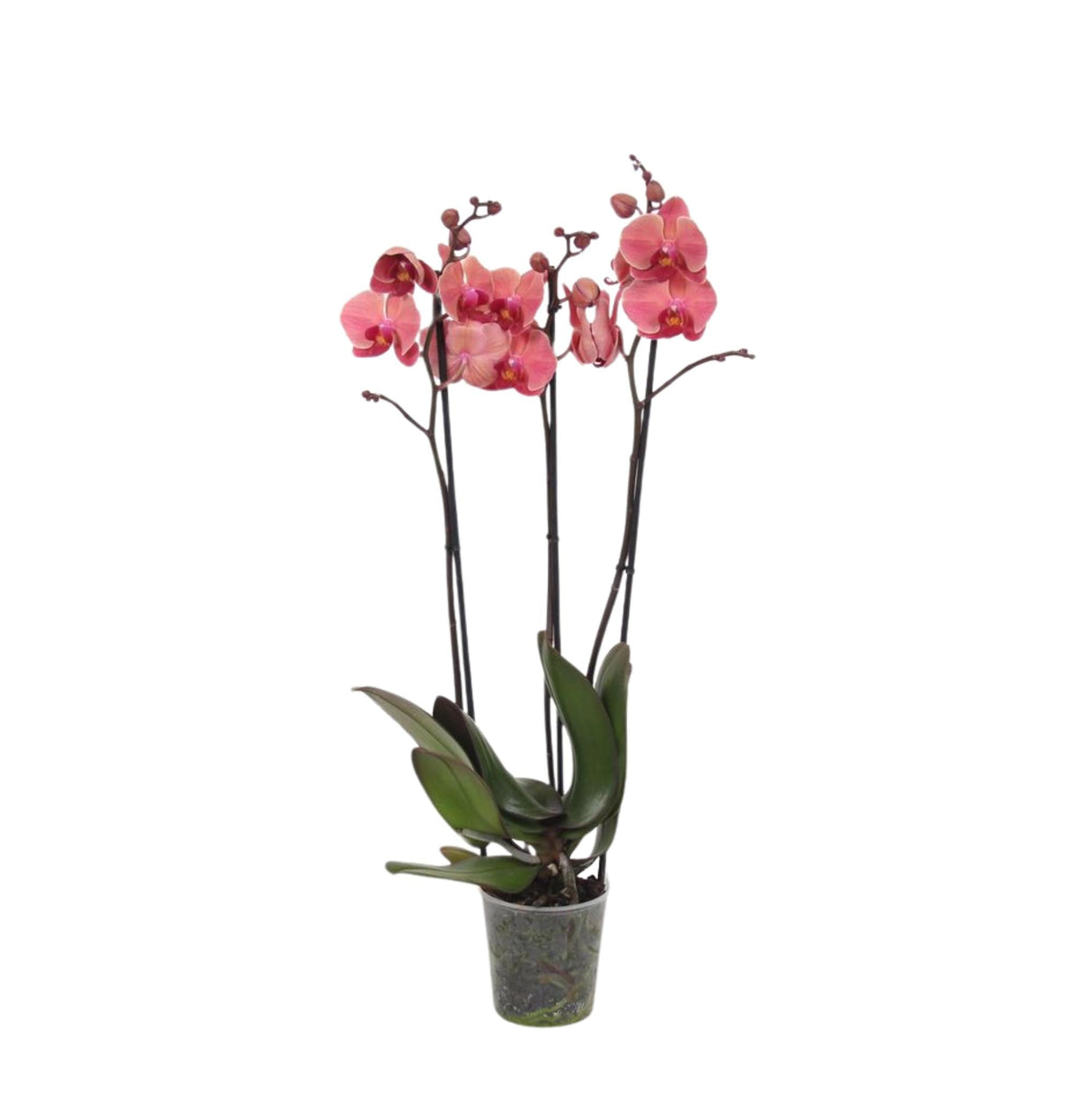 Livraison plante Phalaenopsis Narbonne orchidée