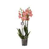 Livraison plante Phalaenopsis Ravello orchidée corail