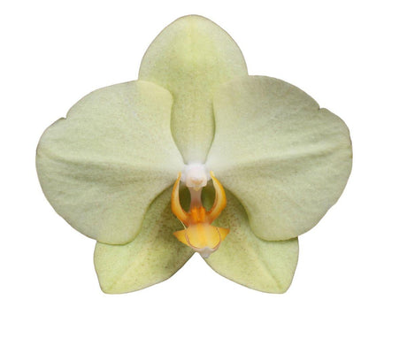 Livraison plante Phalaenopsis Volterra orchidee jaune pastel