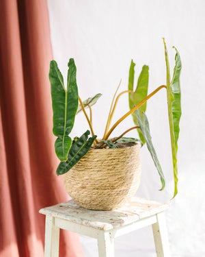 Livraison plante Philodendron Billetiae