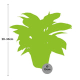 Livraison plante Philodendron Birkin