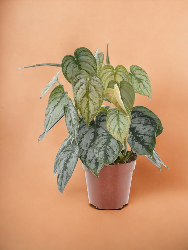 Livraison plante Philodendron Brandtianum