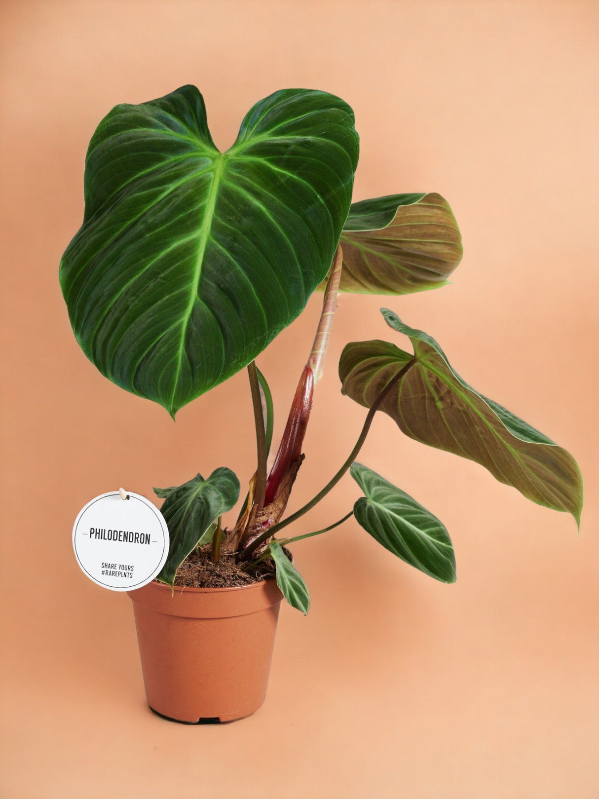 Livraison plante Philodendron El Choco Red