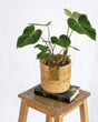 Livraison plante Philodendron Gloriosum