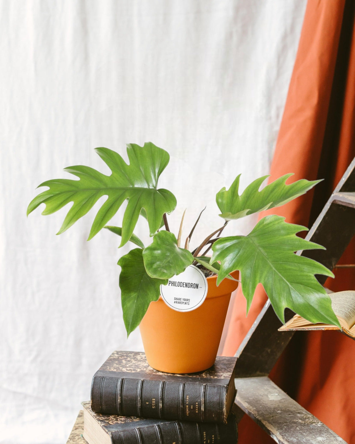 Livraison plante Philodendron Mayoi