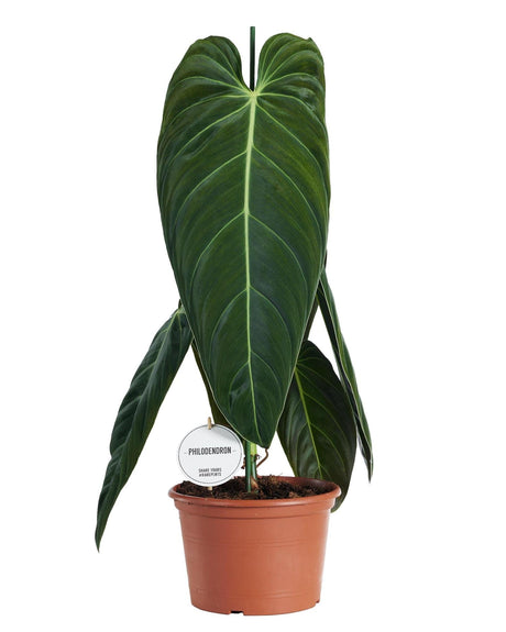 Livraison plante Philodendron Melanochrysum