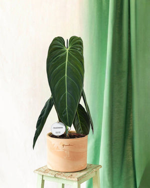 Livraison plante Philodendron Melanochrysum