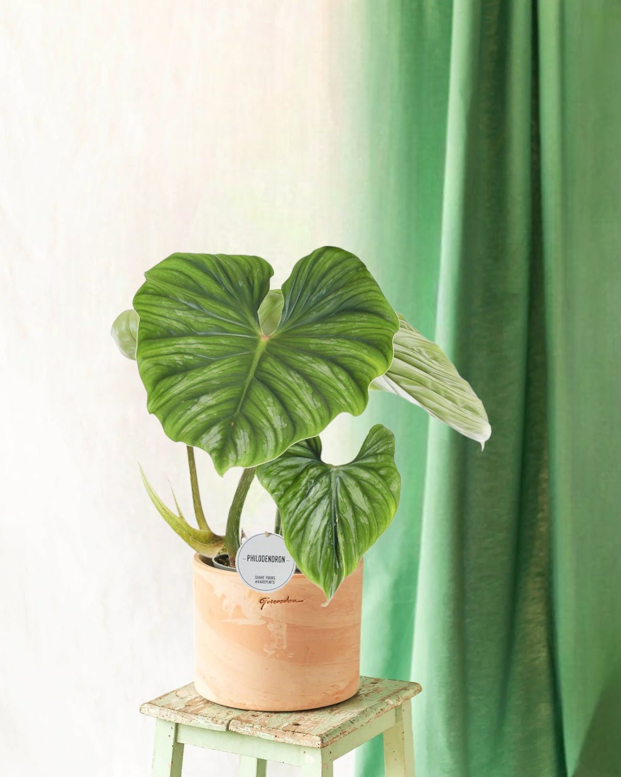 Livraison plante Philodendron Plowmanii