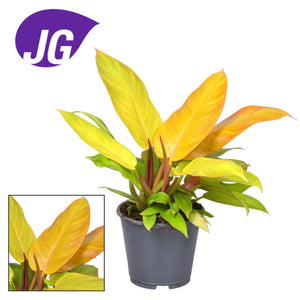 Livraison plante Philodendron Prince Of Orange