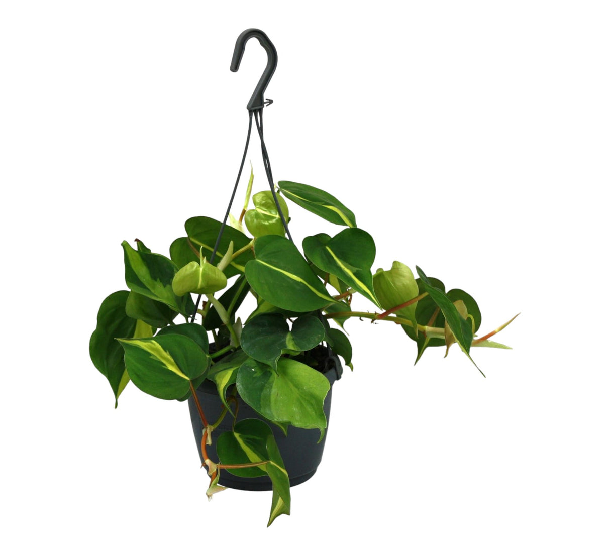 Livraison plante Philodendron scandens Brazil