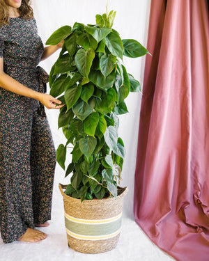 Livraison plante Philodendron Scandens h120cm