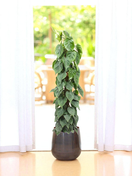 Livraison plante Philodendron Scandens sur tuteur