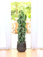 Livraison plante Philodendron Scandens sur tuteur