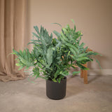 Livraison plante Phlebodium blue star h50.0cm