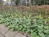 Livraison plante Phlomis russeliana