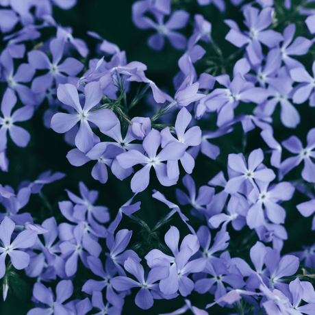 Livraison plante Phlox bleue