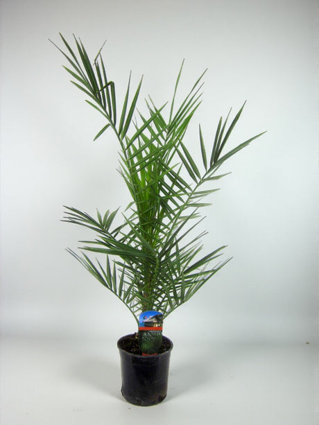 Livraison plante Phoenix Canariensis