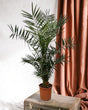 Livraison plante Phoenix Canariensis