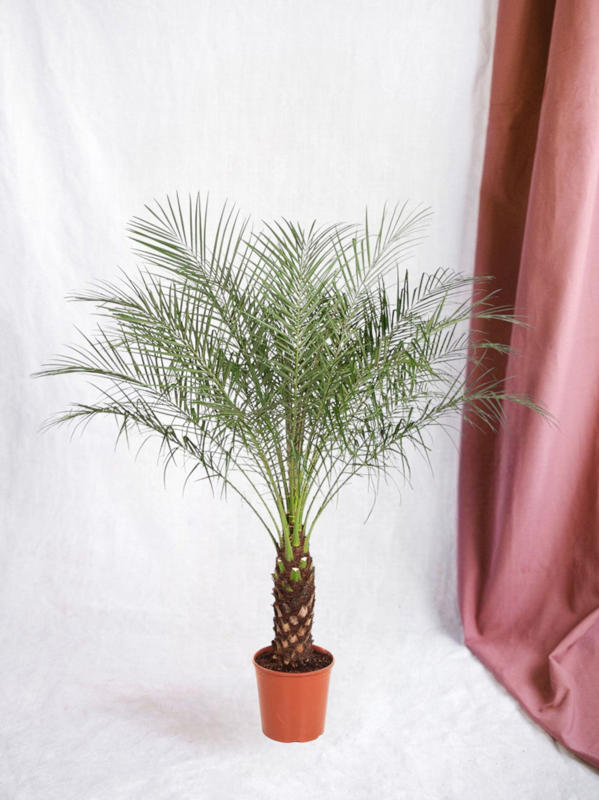 Livraison plante Phoenix Roebelenii