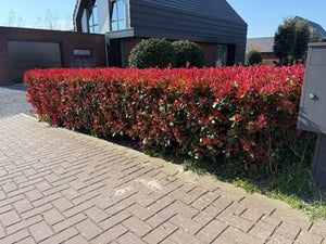 Livraison plante Photinia fraseri Carre Rouge – Lot de 8 – Hauteur 30 - 35 cm