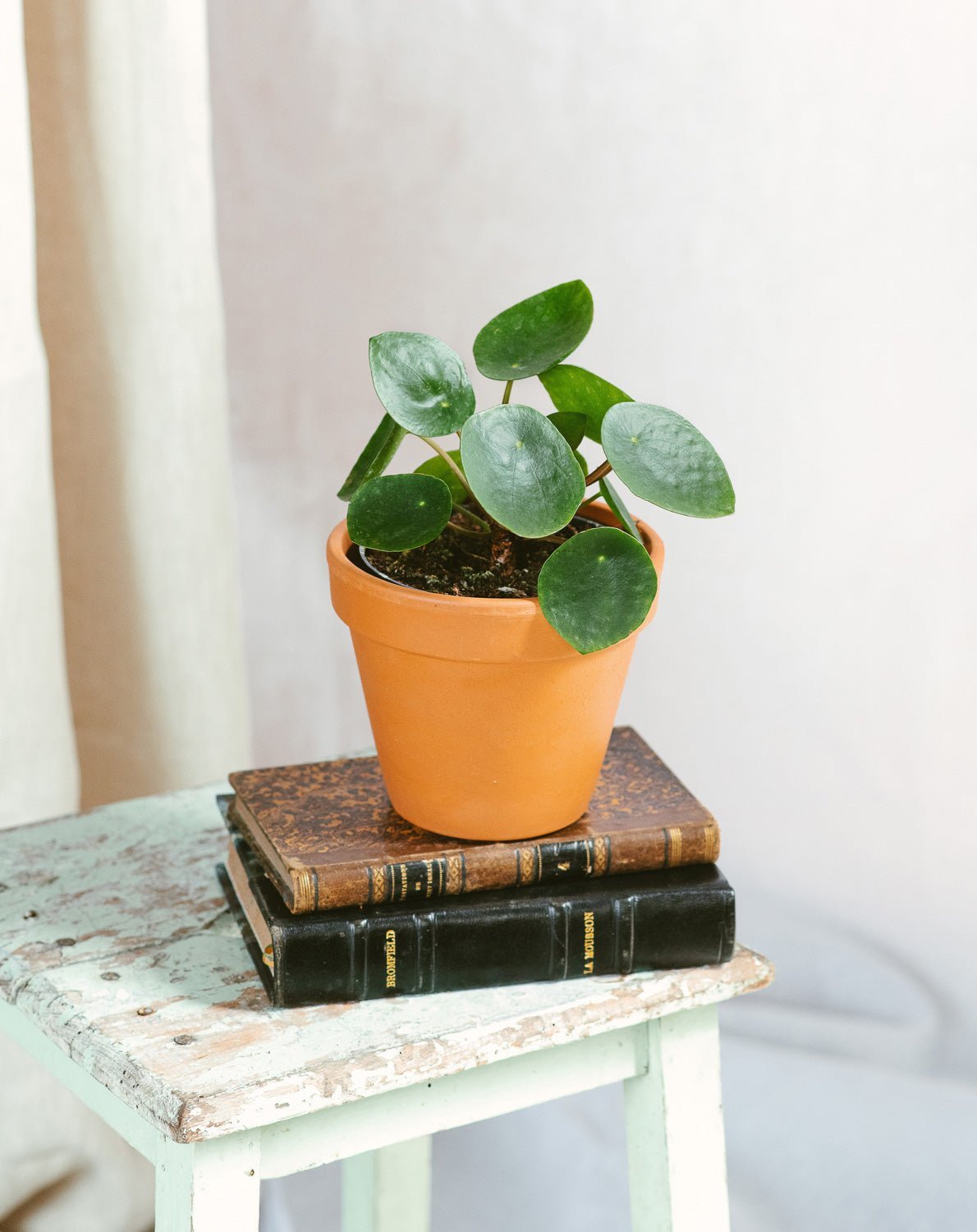 Livraison plante Pilea Peperomioides