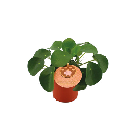 Livraison plante Pilea Peperomioides