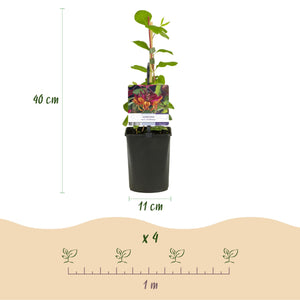 Livraison plante Plantes grimpantes – Lot de 4 – Pot 11 cm – Hauteur 40 cm