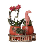 Livraison plante Plantes Scandic Terracotta sur Plat en Bois avec Orchidee et Succulentes