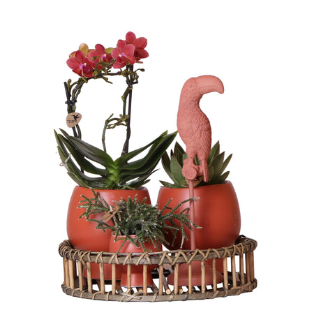 Livraison plante Plantes Scandic Terracotta sur Plat en Bois avec Orchidee et Succulentes